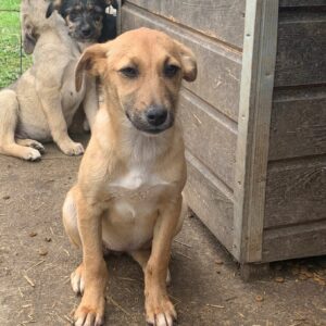 LYNNIE - auf PDR PS im PLZ Bezirk 2 *vermittelt*