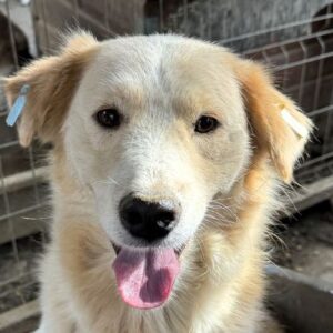 MR. WHITE - ausgereist zum TST Rösrath