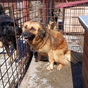 HANNIBAL (♂) - RBB 01/25