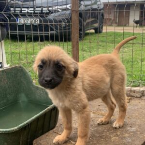 CHESTA - auf PDR PS im PLZ Bezirk 2 - vermittelt