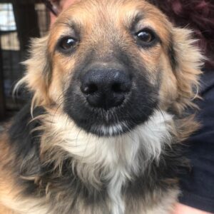 MIKE - auf Pflegestelle in PLZ 55 *vermittelt*