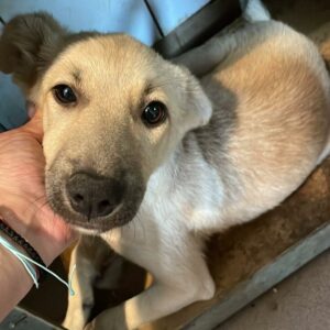 YUNA - reserviert Vergessene Pfoten Stuttgart vermittelt