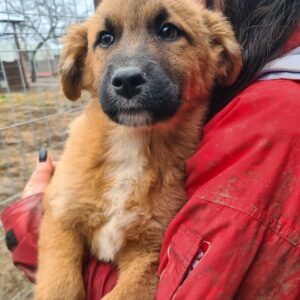 BEVERLY - reserviert CD - vermittelt