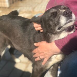 SONRISA - auf Pflegestelle in PLZ 64 *vermittelt*