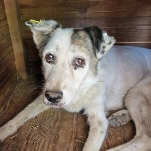 WILMA - gebrechliche Seniorin - Metastasen - Ausreisefähigkeit auf Anfrage - reserviert Vierbeiner in Not 11.10 - RBB 10/23