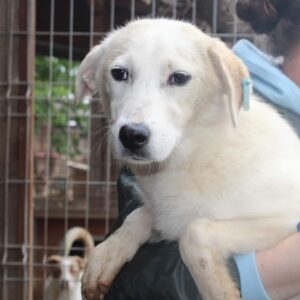 RAVELLA - ausgereist zu AN / MfTL