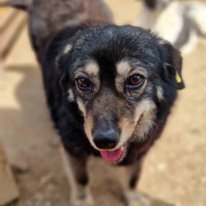 FUNNY - reserviert TH Andernach - vermittelt