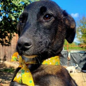 LUCINA = GINI (Doppelerfassung)