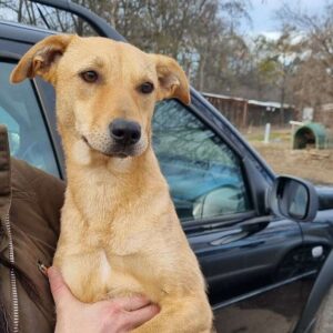 TASCHA - reserviert PVA - vermittelt