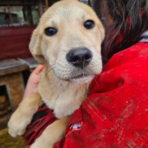 AKELEI - auf Pflegestelle in PLZ 5 *vermittelt*