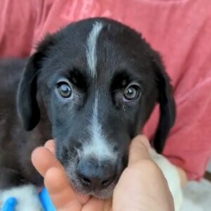 MEX- reserviert ( JW 08/ 09 ) vermittelt