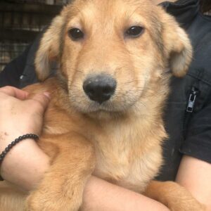 FREDERIK - reserviert Hundescheune Fläming vermittelt