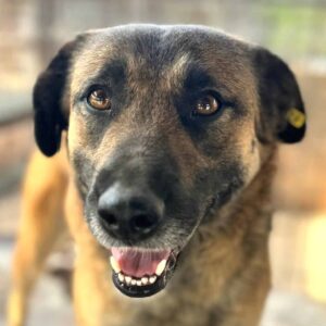 SITARA (♀) - seit mind. 2020 im Shelter