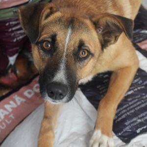 SALLIE - ausgereist zur Tierhilfe Lebenswert