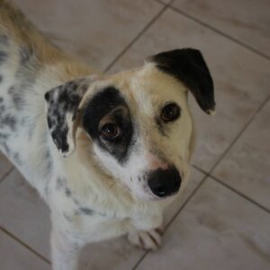 JULIEH - reserviert LS vermittelt