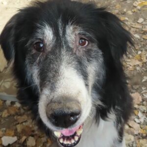 NONNO - reserviert Manuela - vermittelt