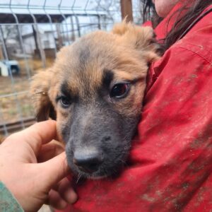 SUGAR - reserviert Hundescheune Fläming - vermittelt