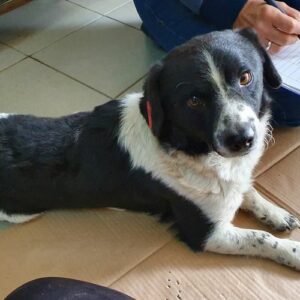 HENRY - reserviert TST Rösrath vermittelt