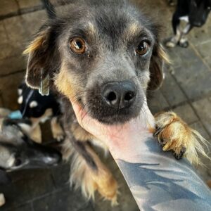 TEO - ausgereist zu Vergessene Pfoten Stuttgart