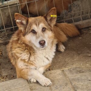 FOXY - ausgereist zum TST Rösrath