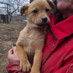 MILENA - reserviert SK - vermittelt