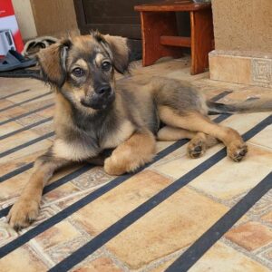 BUSSY - reserviert Tierhilfe Lebenswert (08.09.) - vermittelt