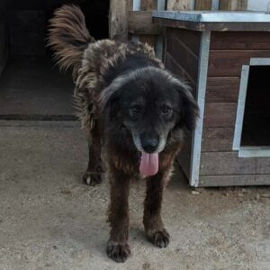 WAYLON - reserviert Kinder- und Tierschutzhof Hahnenberg - vermittelt