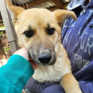 MISS PICCOLO (♀) - vermisst 12/24