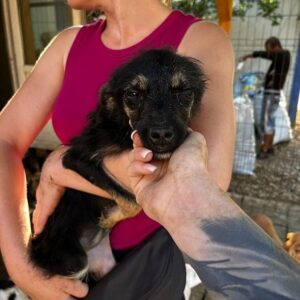 DAISY - vermittelt Manuela