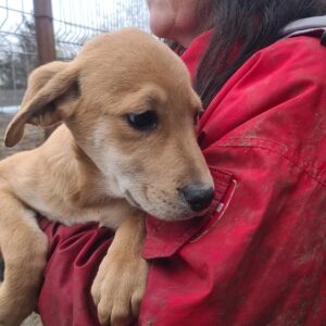 ELLA - reserviert Vergessene Pfoten Stuttgart - vermittelt