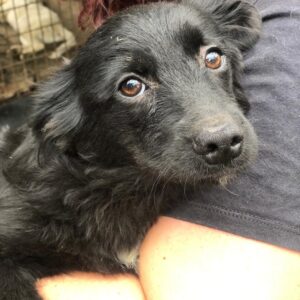 KASPARI - reserviert TH Wannigsmühle vermittelt