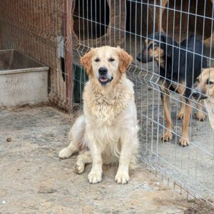 GULIT - reserviert Manuela - vermittelt