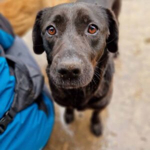 PYA - auf PDR PS im PLZ Bezirk 16 - ausgereist