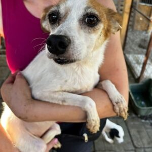 DORIS - im Shelter überfordert und gestresst - auf PDR PS im PLZ Bezirk 24 - vermittelt