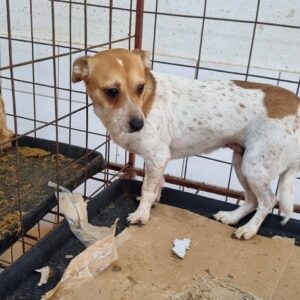 IRIS - reserviert Nadine H. - vermittelt