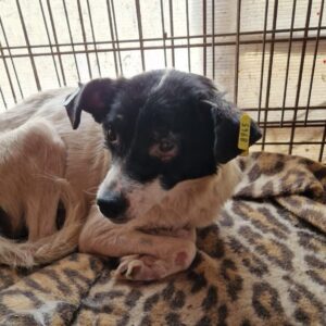 SIANNA - neurologische Probleme, zu dünn, Hautprobleme - reserviert AN (MfTL) - vermittelt