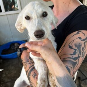 NIA - ausgereist zur Tierhilfe Lebenswert