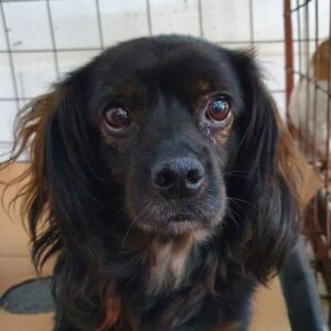 PAULE - reserviert TST Rösrath vermittelt