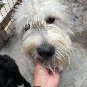 SNOWMAN - vor Ort vermittelt (05/23)