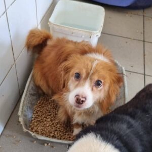 PRALINE - reserviert IH DR (20.09.) - vermittelt