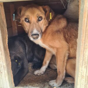 YUNO (♂) - vermisst 11/24