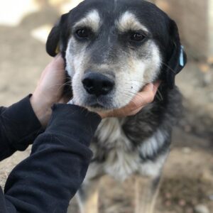 KODY - vermisst 04/2023