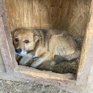 THANO - völlig resigniert - reserviert TH Gifhorn vermittelt