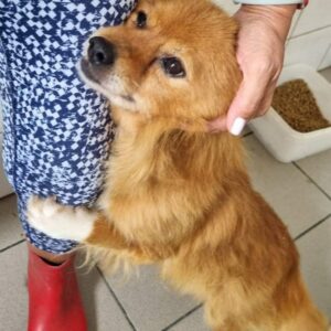 MÖRLI - reserviert PVA vermittelt