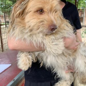 PEPS - völlig verzweifelt - reserviert TH Wannigsmühle vermittelt