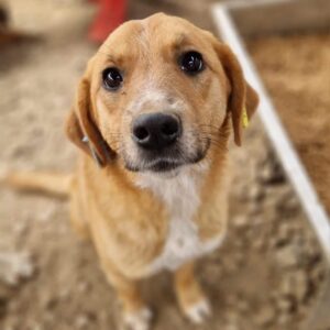 SINA - ausgereist zur Tierhilfe Lebenswert