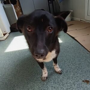 MIRACOLI - ausgereist zum TH Wannigsmühle