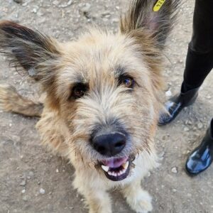 SYLVANA - vermittelt Nadine H