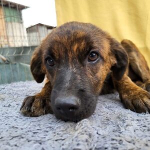 PEARL - ausgereist zu PVA