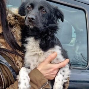 AMINA - reserviert IH DR 13.01. - vermittelt